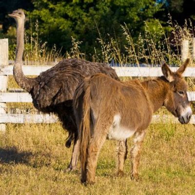  The Donkey Who Fell In Love With A Mountain! - An Ethiopian Folktale Unveiling the Power of Unrequited Love and Perseverance.