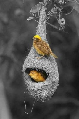  The Weaver Bird Uma História de Esperança Teida em Pano Azul e Vermelho!