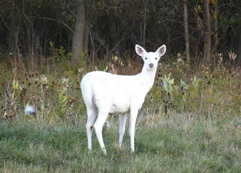  The White Doe! A Tale of Transformation and Betrayal Woven into the Fabric of 8th Century France